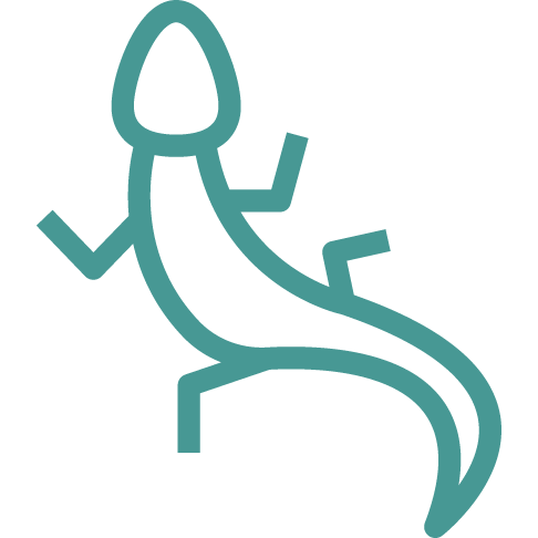 Lizard