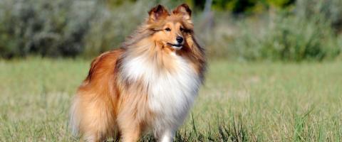 特撮 Shetland Sheepdog (Pet love) Sheltie Love: Shetland Sheepdog Breed Pet Info - Animal Zesty
