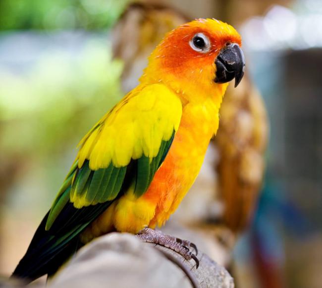 Birds and Exotic Services in Lancaster