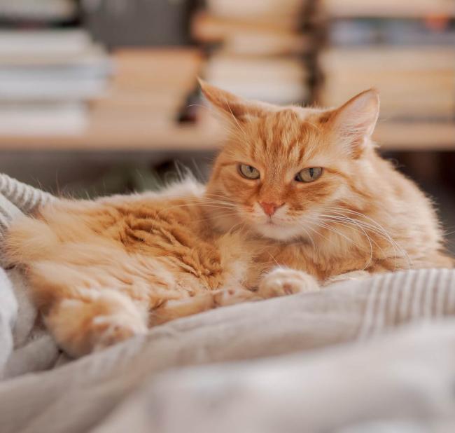 Cat Services in Lancaster